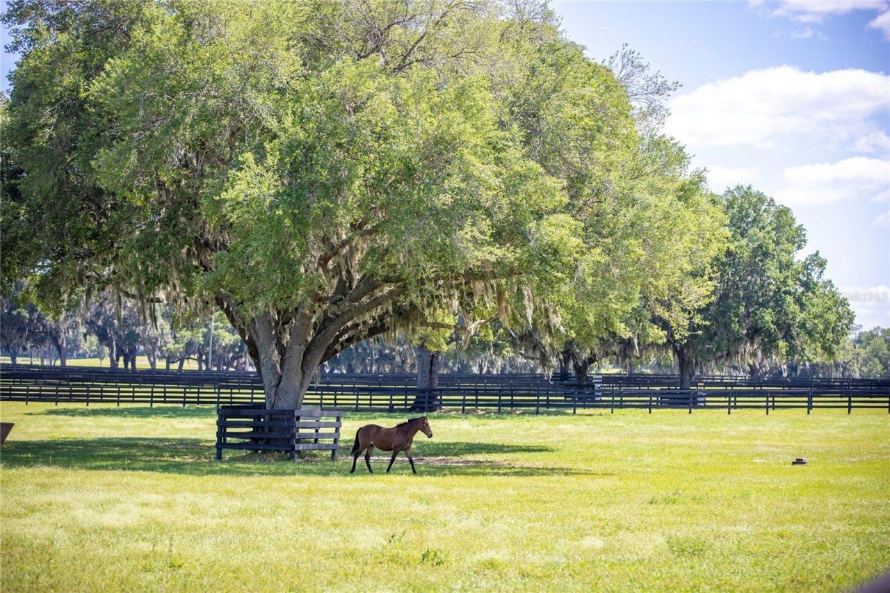 6800a NW 193rd Street, Unit Option 1, Micanopy, FL 32667 Photo