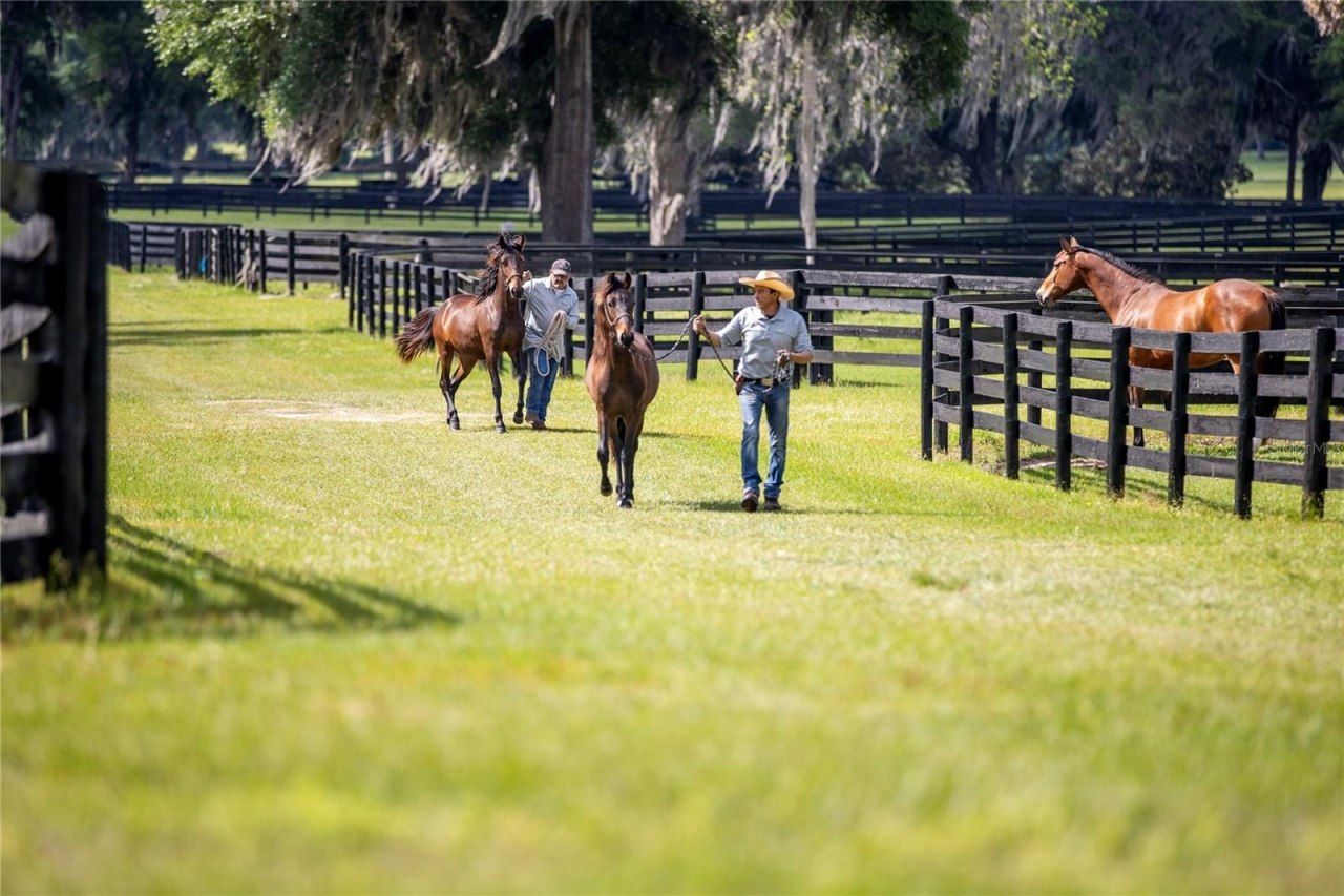 6500 & 6800 NW 193rd Street, Micanopy, FL 32667 Photo