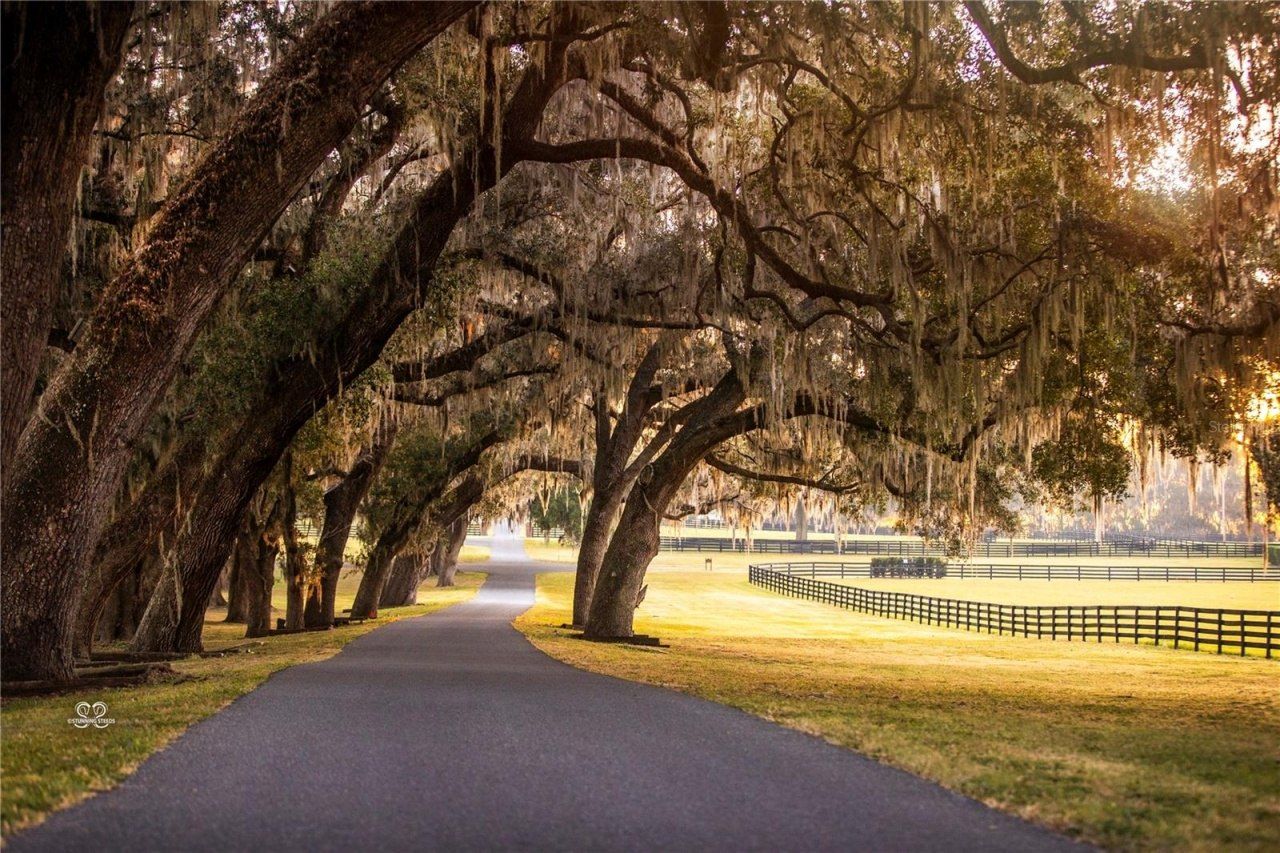 6500 & 6800 NW 193rd Street, Micanopy, FL 32667 Photo