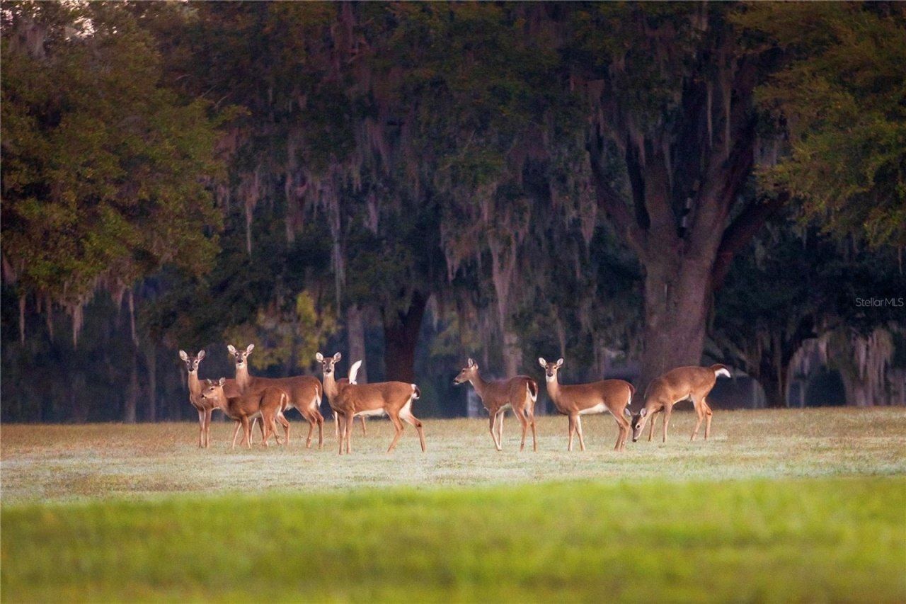 6500 & 6800 NW 193rd Street, Micanopy, FL 32667 Photo