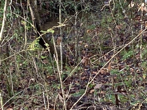 Lot 53A Fiesta Blvd, Sevierville, TN 37876