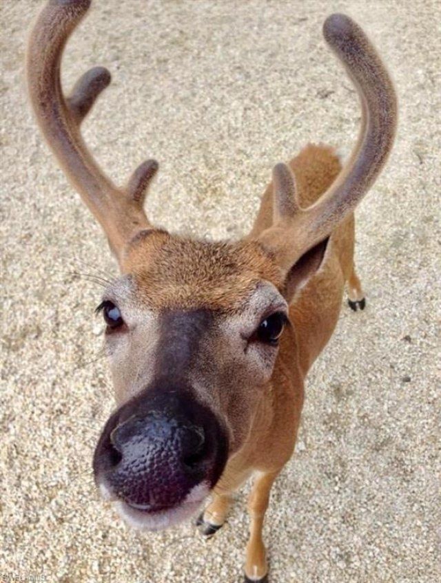 3770 Park Ave, Big Pine Key, Fl 33043 Photo