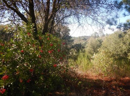 3000 Gravel Ct, Placerville, CA 95667 Photo