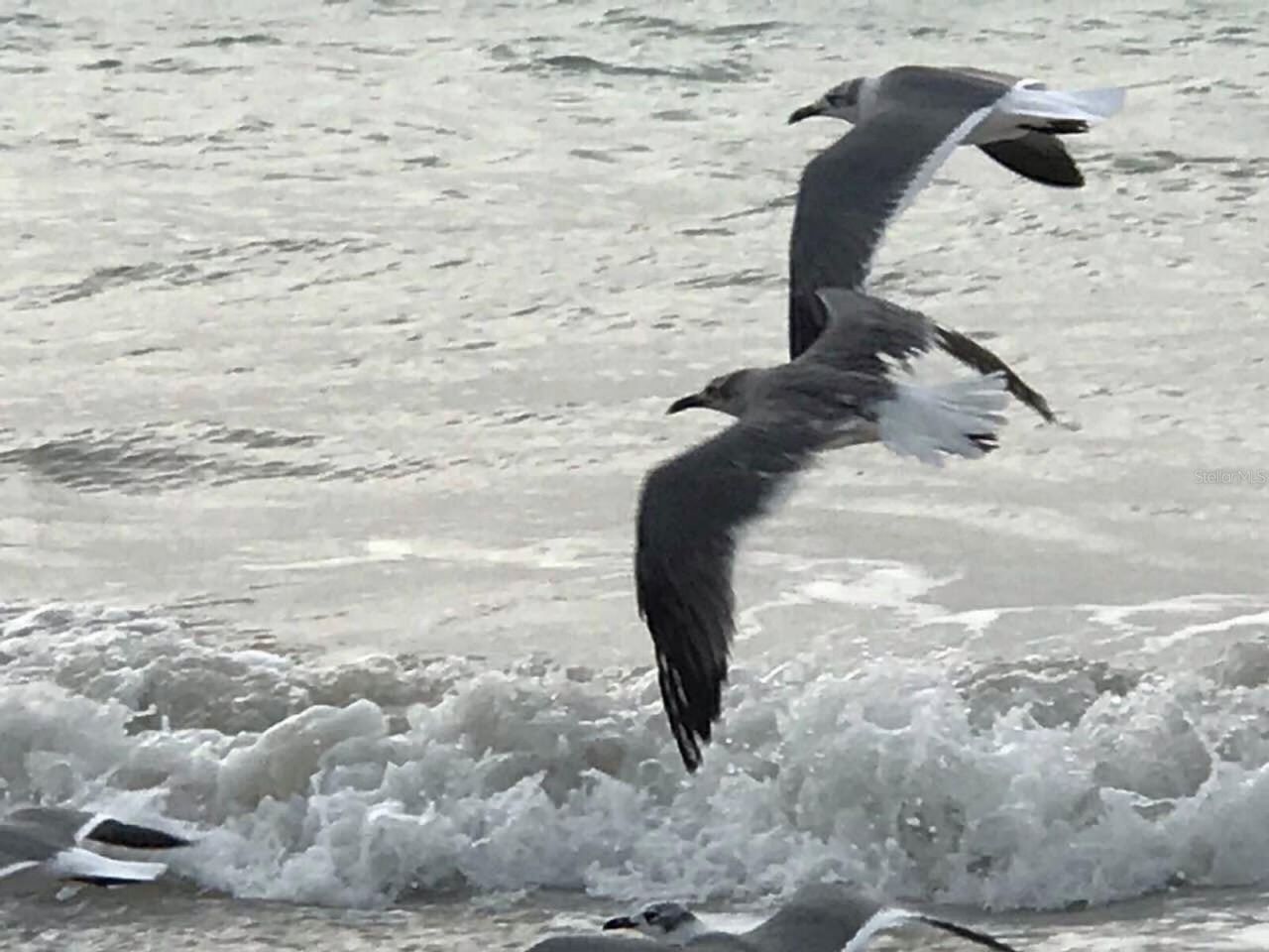 100 Bluff View Drive, Unit 415A, Belleair Bluffs, FL 33770 Photo