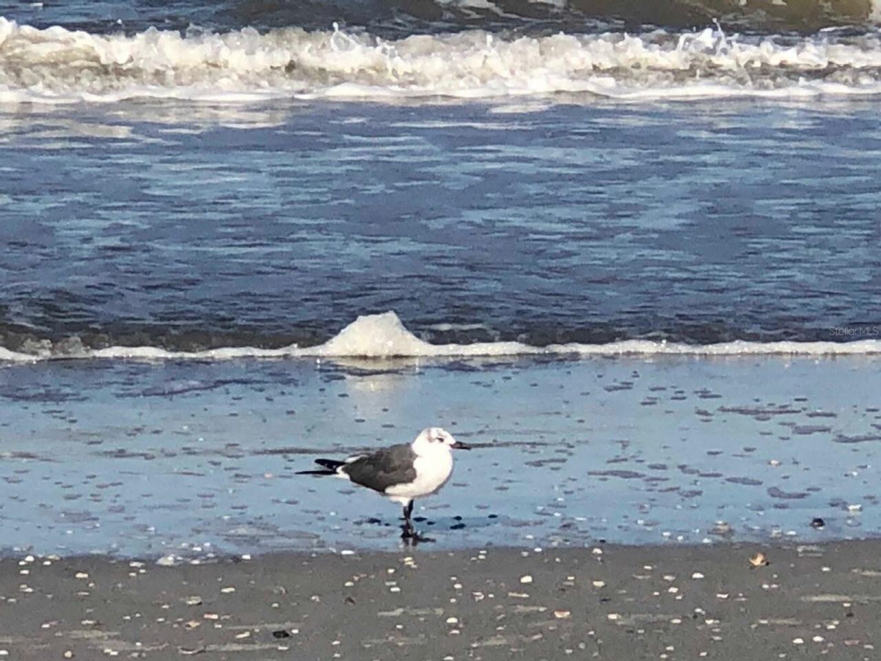 100 Bluff View Drive, Unit 415A, Belleair Bluffs, FL 33770 Photo