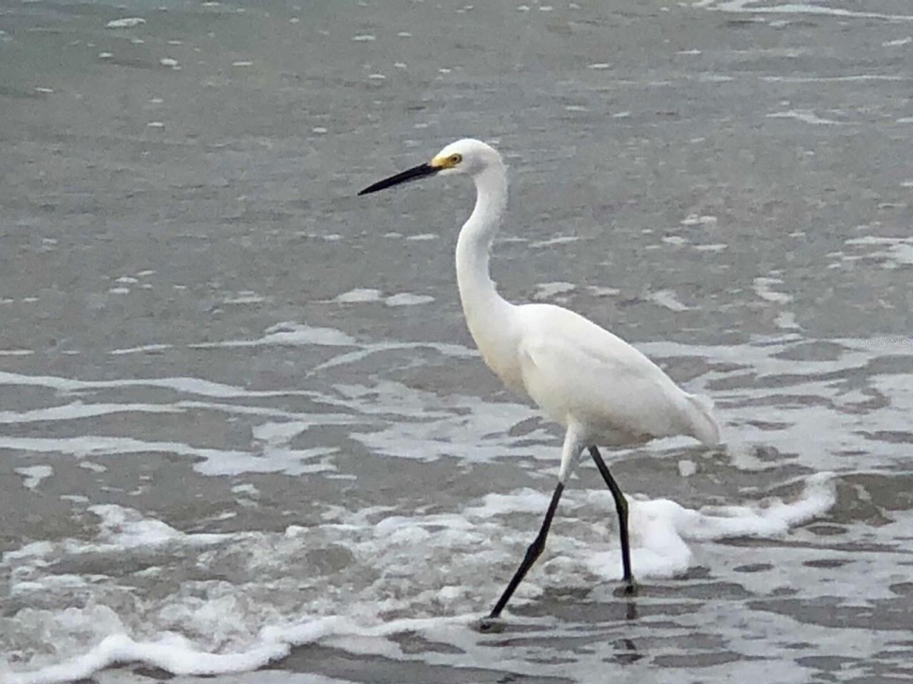 100 Bluff View Drive, Unit 415A, Belleair Bluffs, FL 33770 Photo