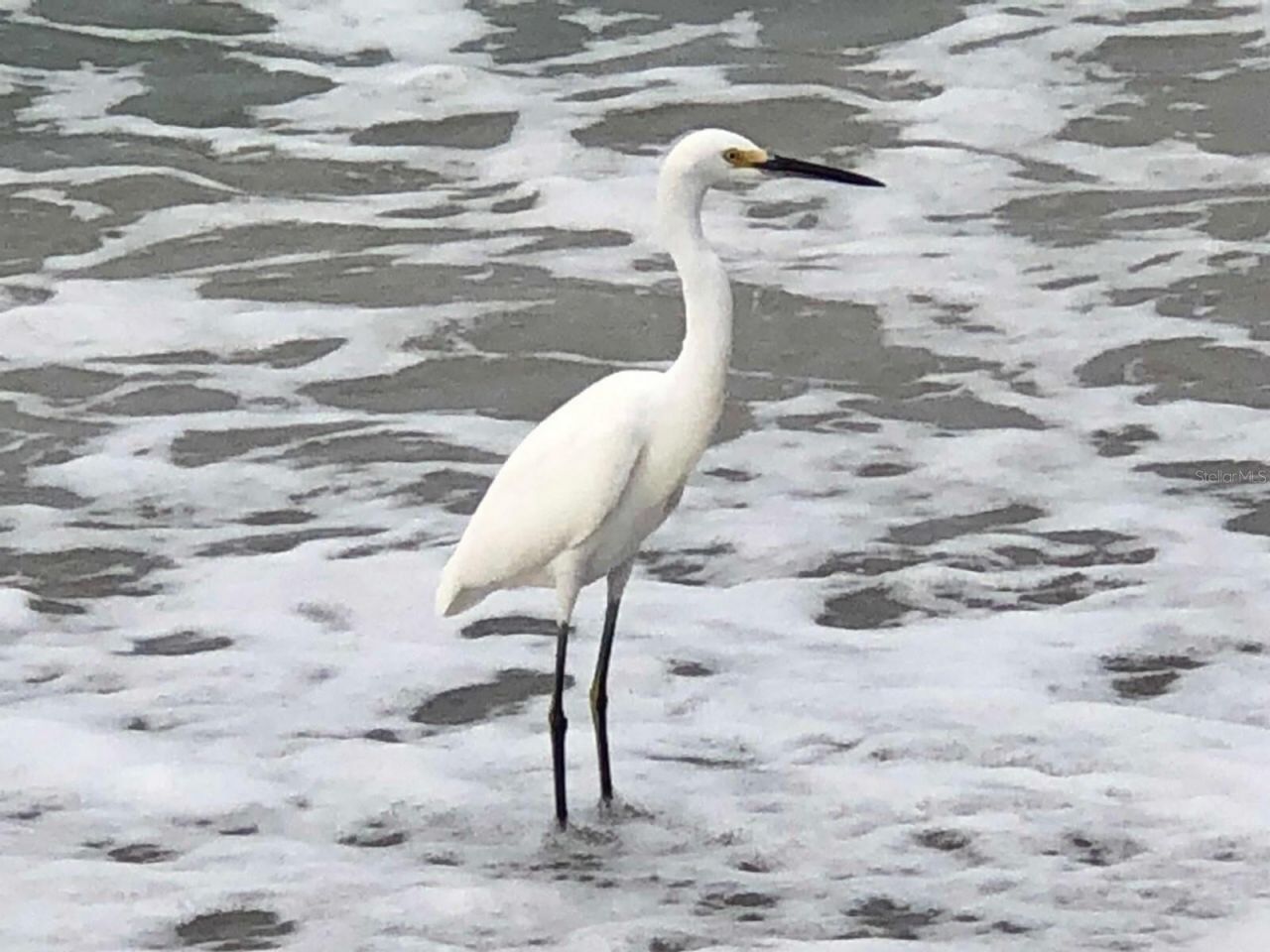 100 Bluff View Drive, Unit 415A, Belleair Bluffs, FL 33770 Photo