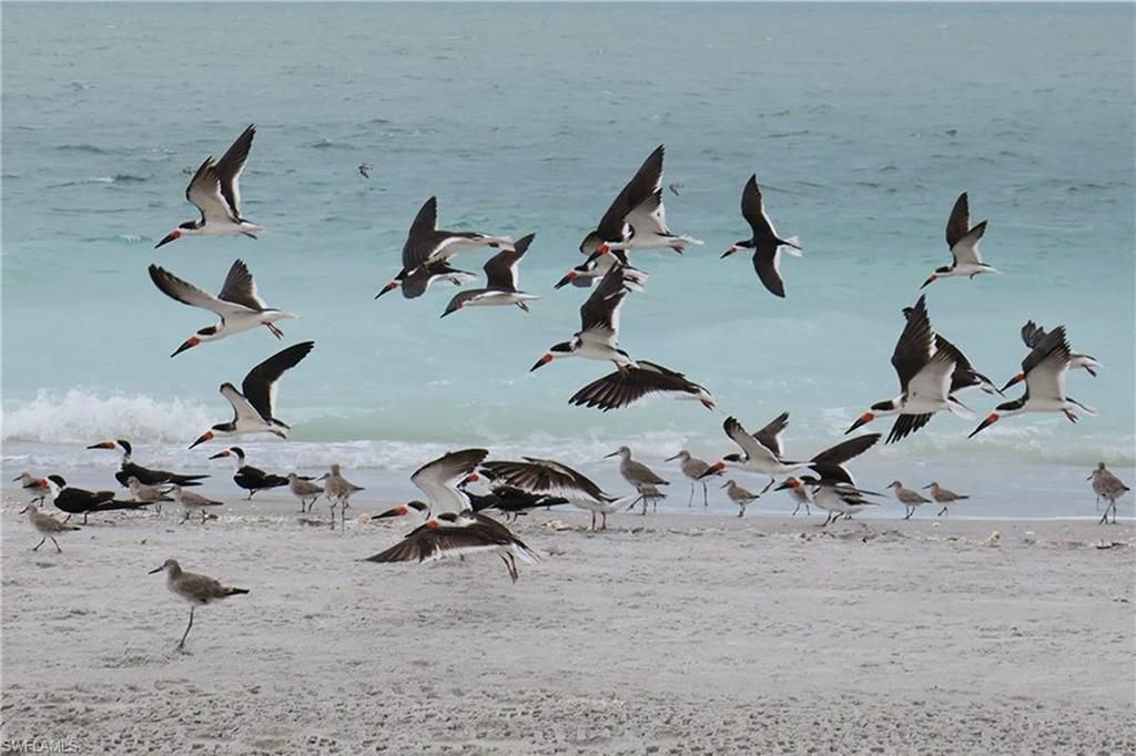 5120 Bayside Villas, Captiva, FL 33924 Photo