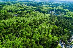 Tbd Lost Oaks Drive photo 4