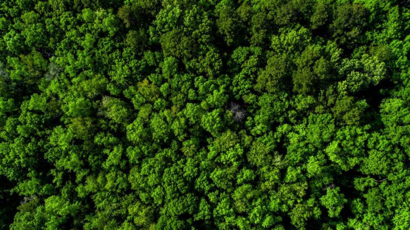 Tbd Lost Oaks Drive Photo 5