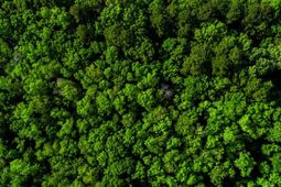 Tbd Lost Oaks Drive photo 4