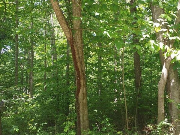 Woodland Drive, Waverly, OH 45690