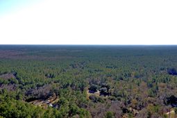 0 Pickin Parlor Lane photo 4