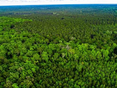 Tbd Dunham Williams Road, Hardeeville, SC 29927