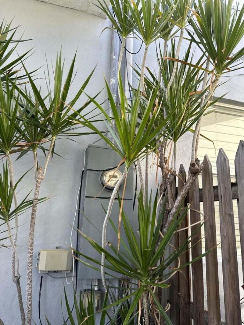 928 Truman Avenue, Key West, FL 33040 Photo