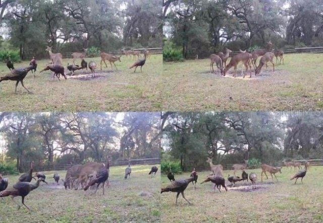 10820 SW 31st Way, Webster, FL 33597 Photo