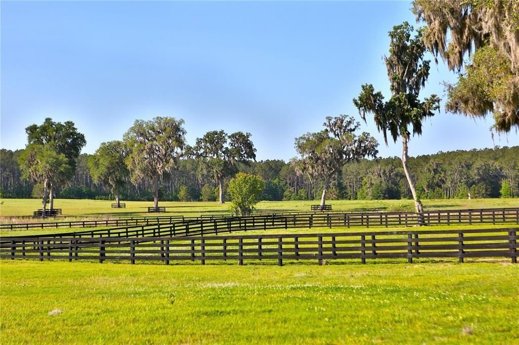 13375 W Highway 318, Williston, FL 32696 Photo