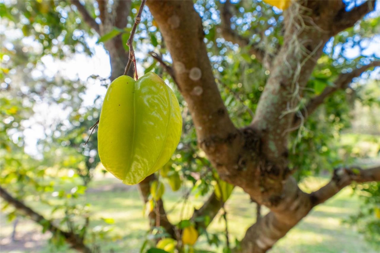 11148 Lane Park Road, Tavares, FL 32778 Photo