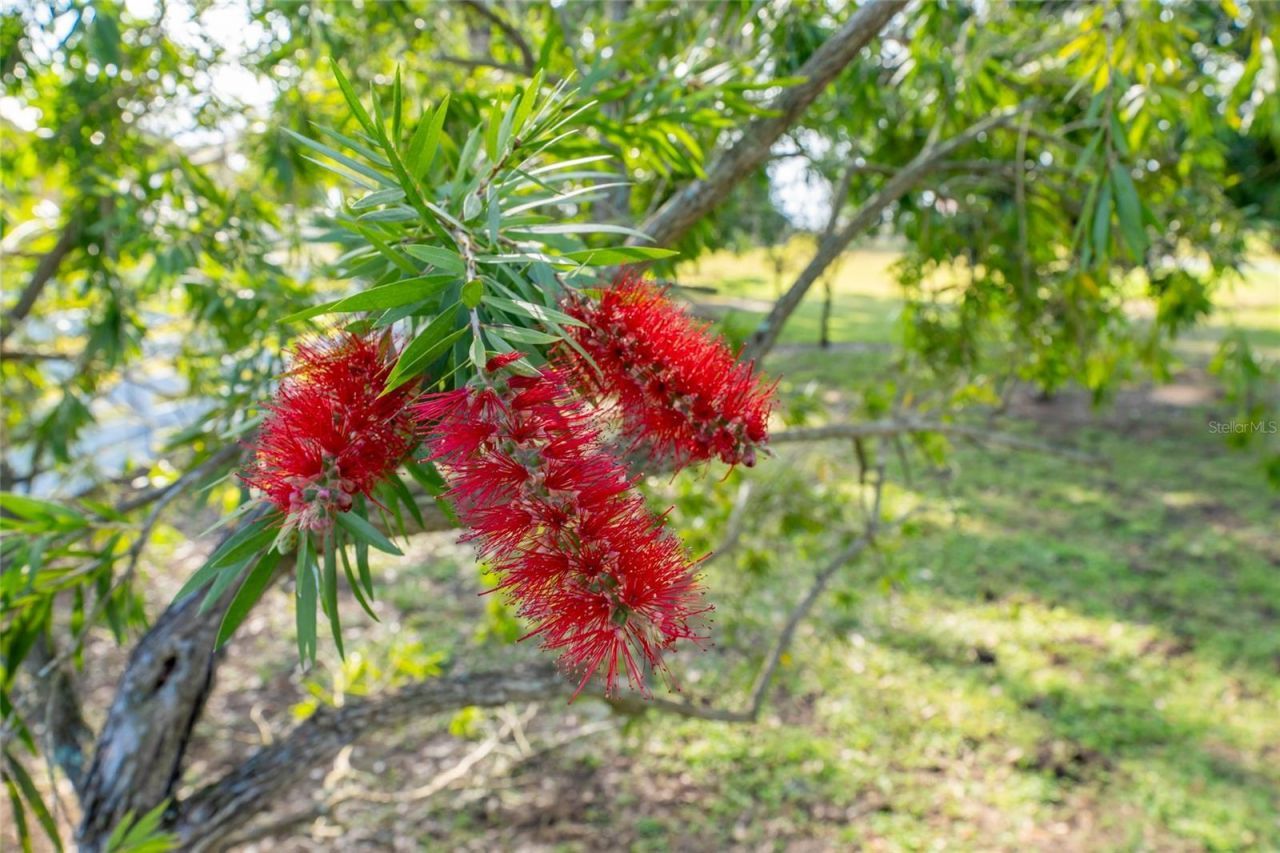 11148 Lane Park Road, Tavares, FL 32778 Photo