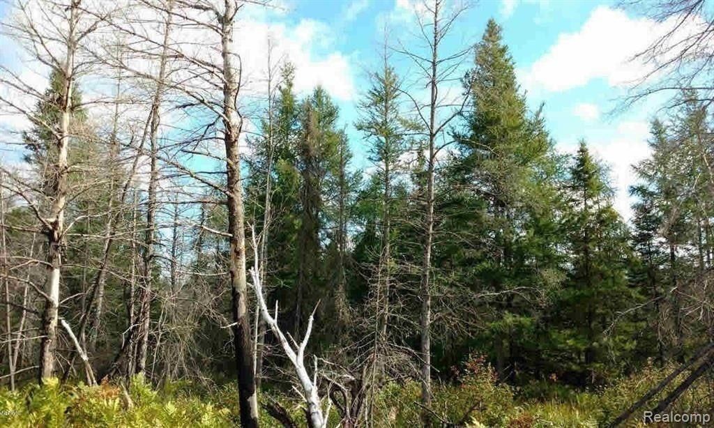 23305 Duck Lake Trail, Newberry Vlg, MI 49868 Main Photo