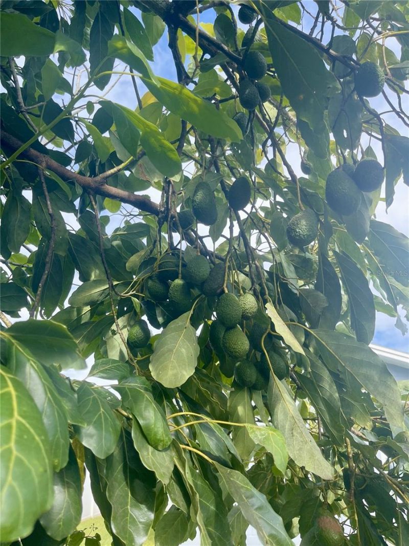 1354 Tierra Circle, Winter Park, FL 32792 Photo