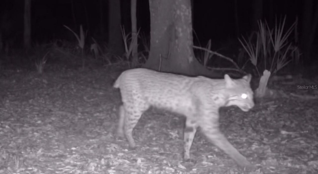 11810 SE County Road 234, Micanopy, FL 32667 Photo