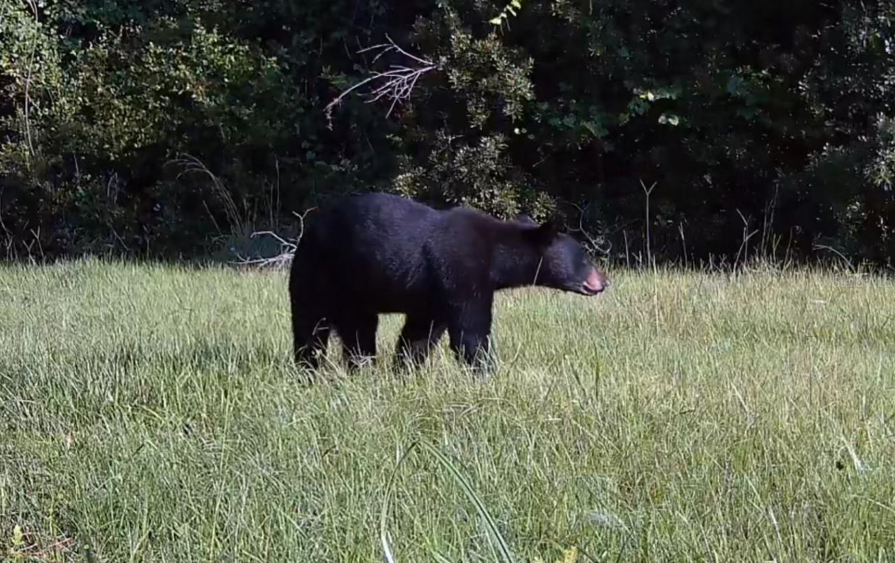 11810 SE County Road 234, Micanopy, FL 32667 Photo