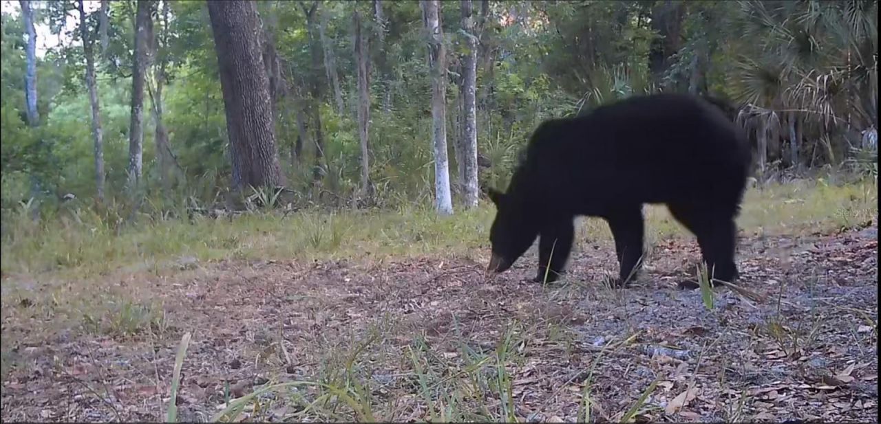 11810 SE County Road 234, Micanopy, FL 32667 Photo