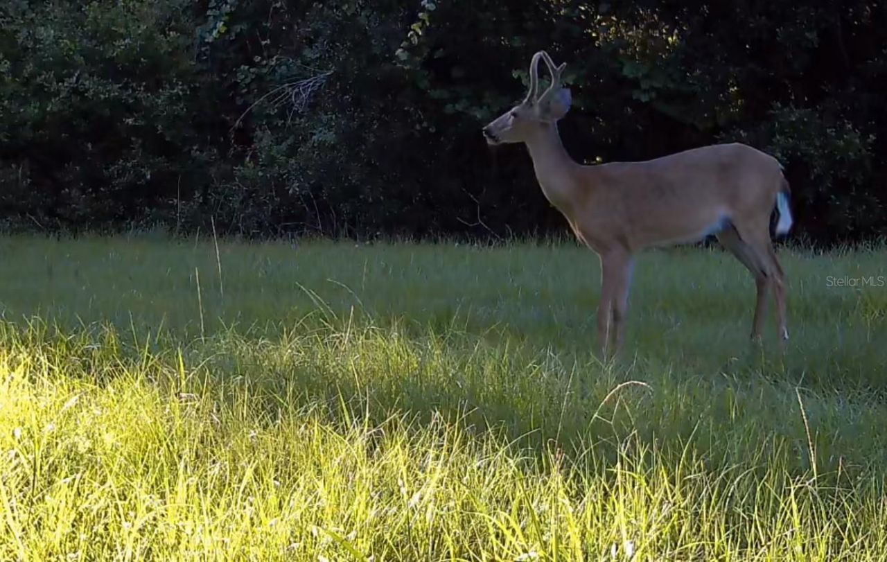 11810 SE County Road 234, Micanopy, FL 32667 Photo