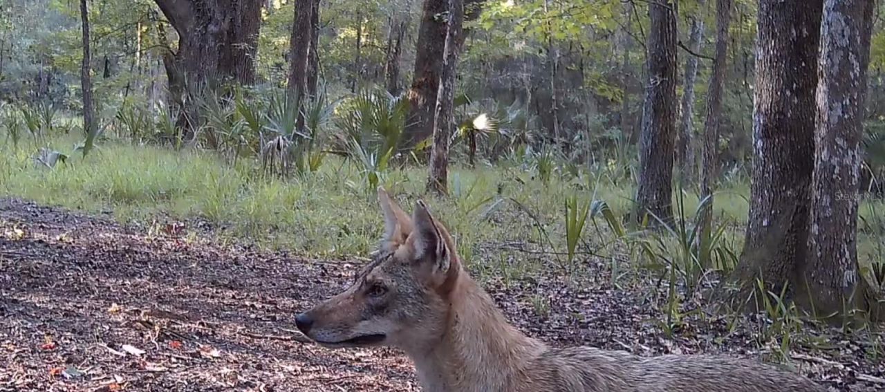 11810 SE County Road 234, Micanopy, FL 32667 Photo