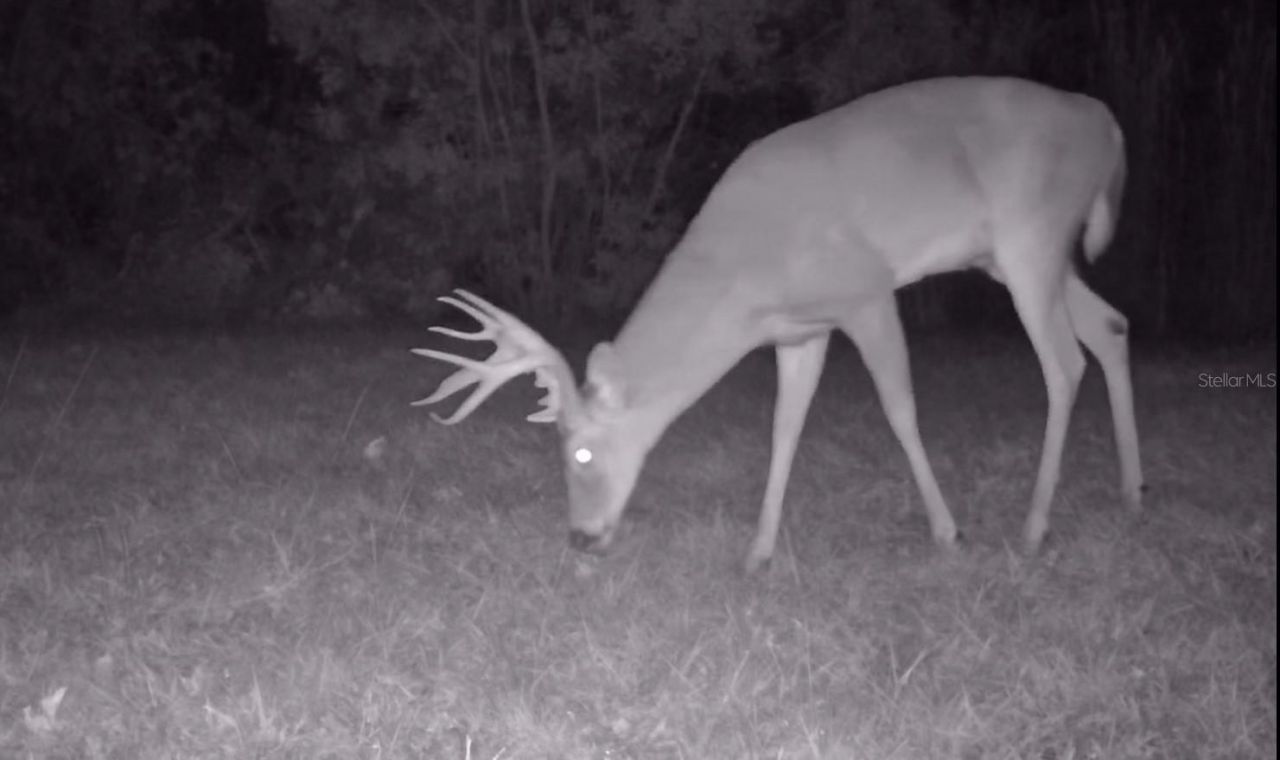 11810 SE County Road 234, Micanopy, FL 32667 Photo