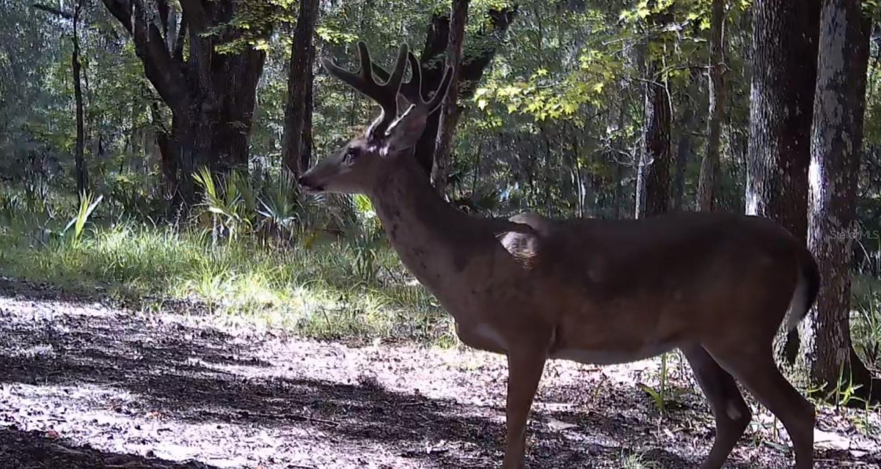 11810 SE County Road 234, Micanopy, FL 32667 Photo