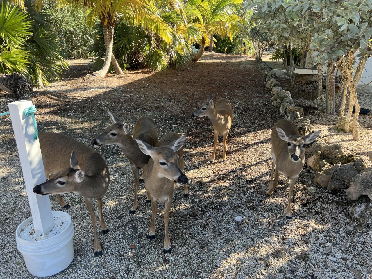 1540 Lantana Lane, Big Pine Key, FL 33043 Photo