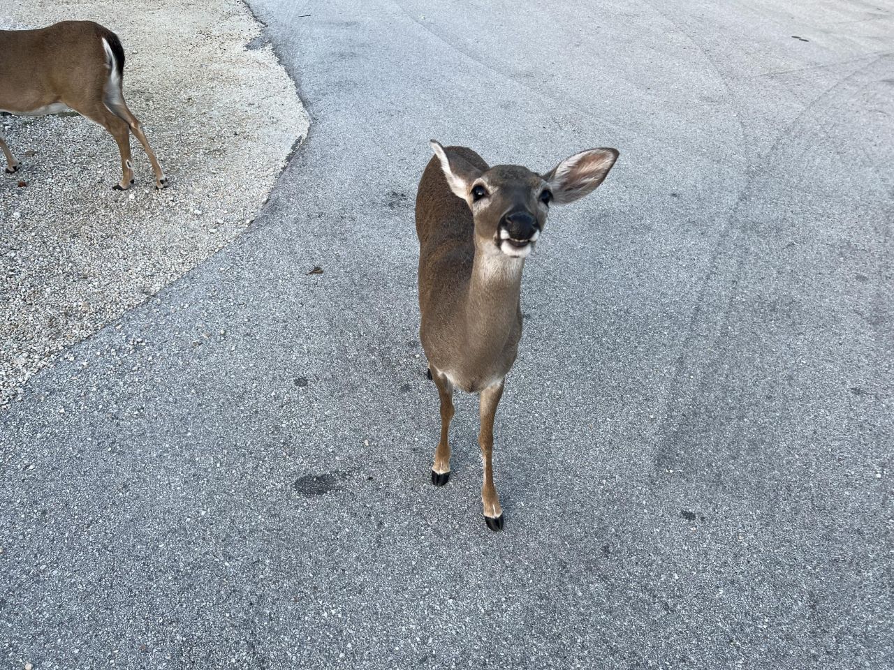 1540 Lantana Lane, Big Pine Key, FL 33043 Photo