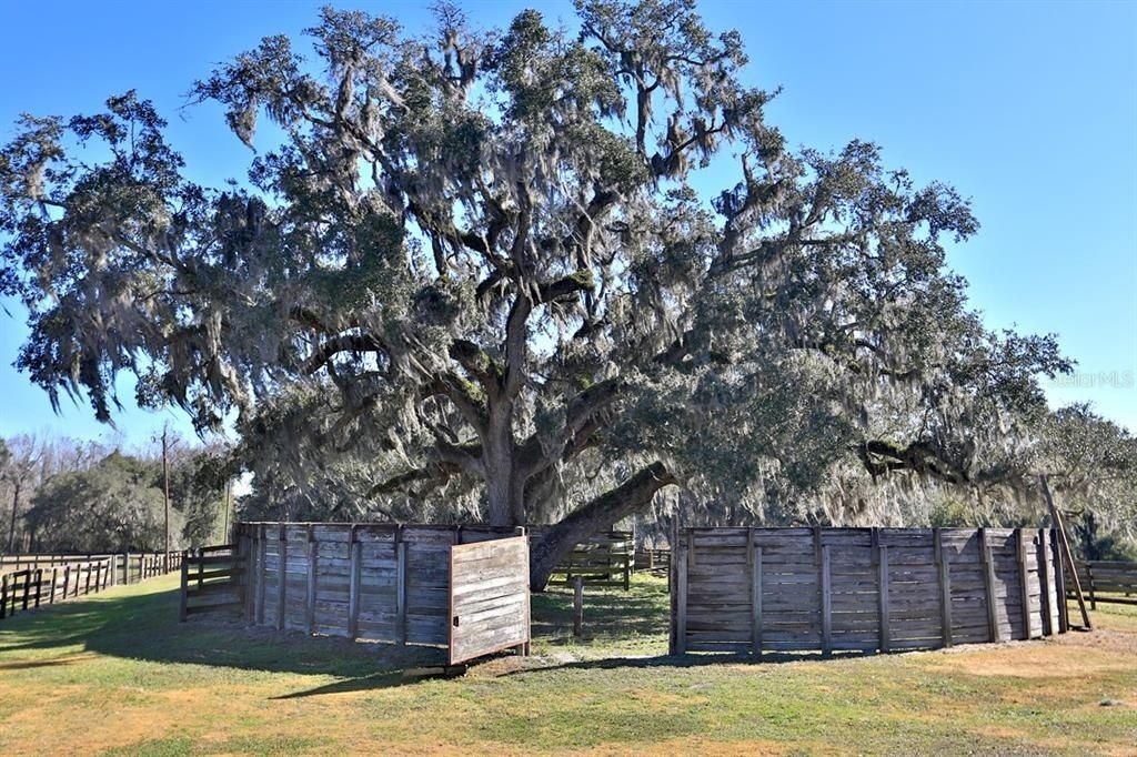 12853 NW 90th Avenue, Reddick, FL 32686 Photo