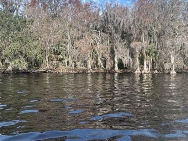 233 STELLA ROAD, GEORGETOWN, FL 32139