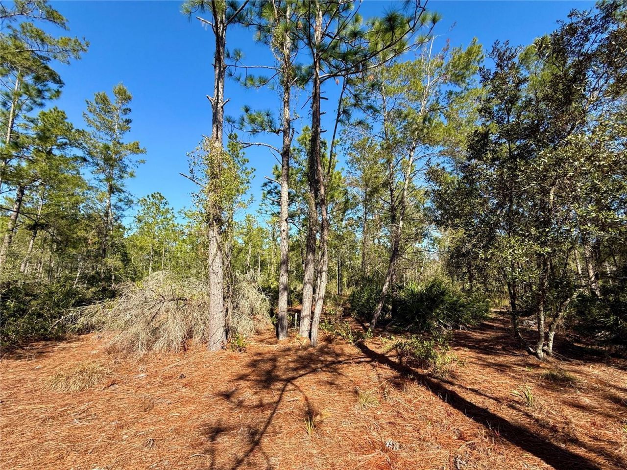 40001 Maggie Jones Road, Paisley, FL 32767 Photo