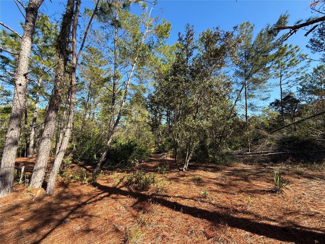 40001 Maggie Jones Road, Paisley, FL 32767 Photo