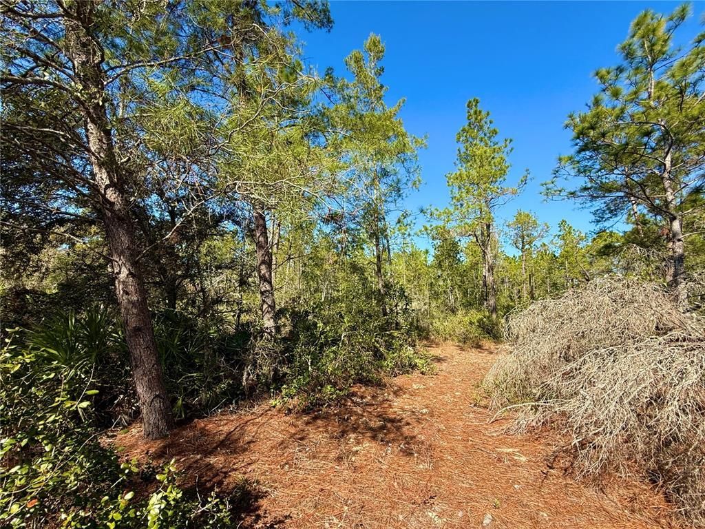 40001 Maggie Jones Road, Paisley, FL 32767 Photo