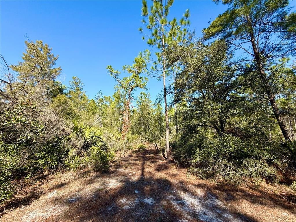 40001 Maggie Jones Road, Paisley, FL 32767 Photo