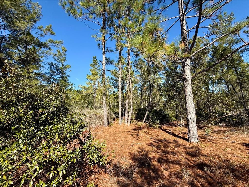 40001 Maggie Jones Road, Paisley, FL 32767 Photo