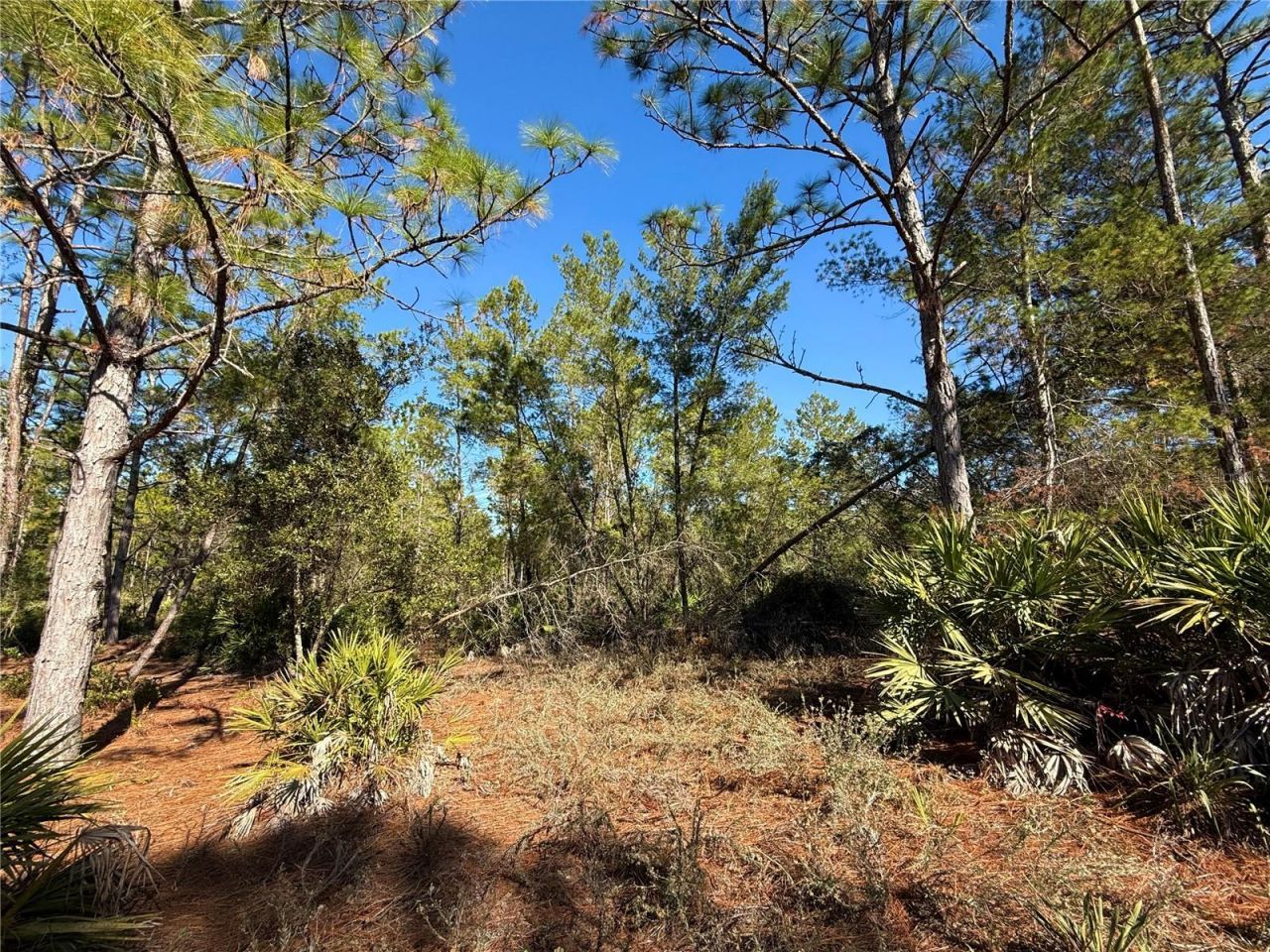 40001 Maggie Jones Road, Paisley, FL 32767 Photo