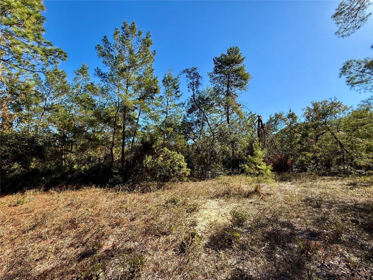 40001 Maggie Jones Road, Paisley, FL 32767 Photo