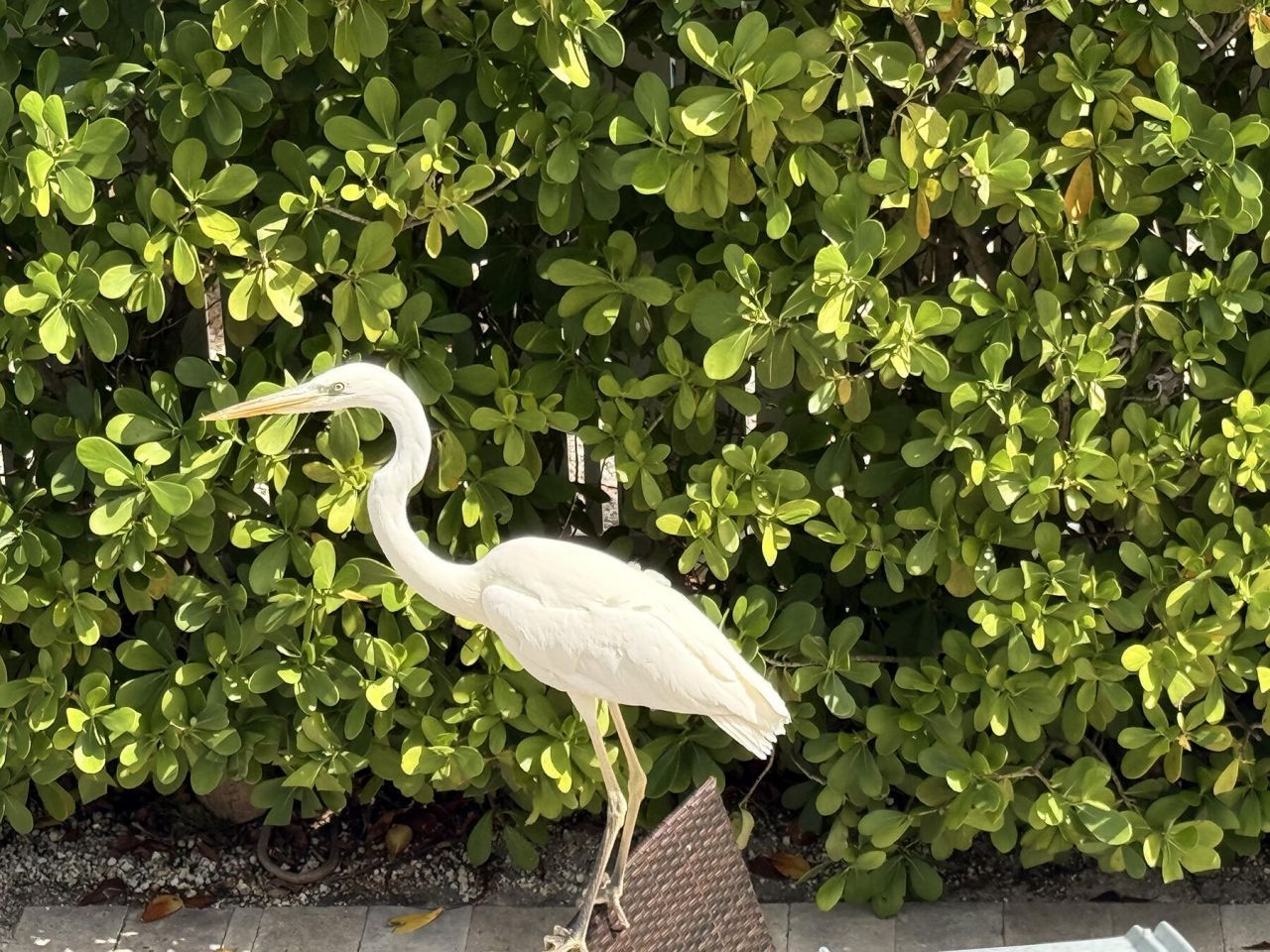 28 Center Lane, Key Largo, FL 33037 Photo