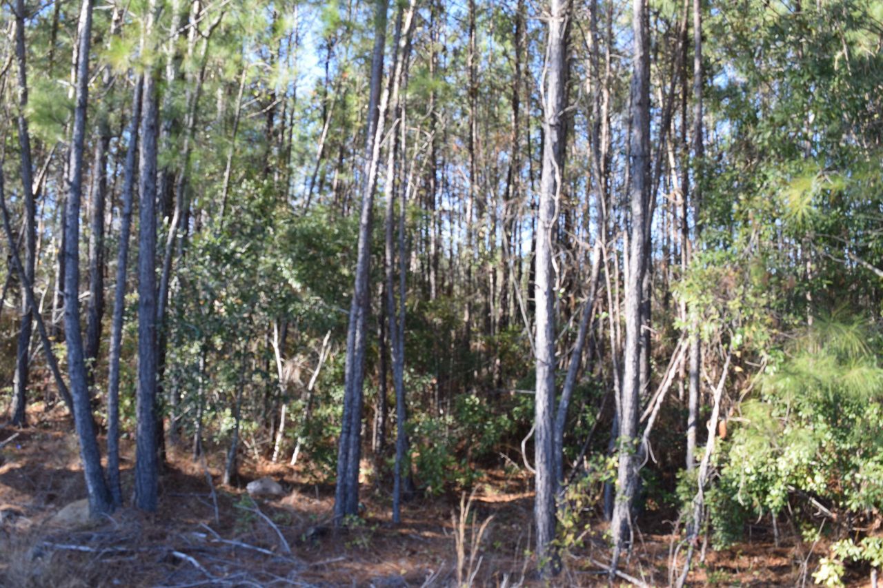 0 Black Tom Road Photo 5