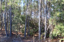 0 Black Tom Road photo 4