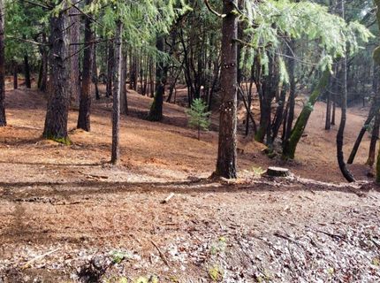 Oregon Trail Rd, Georgetown, CA 95634 Photo