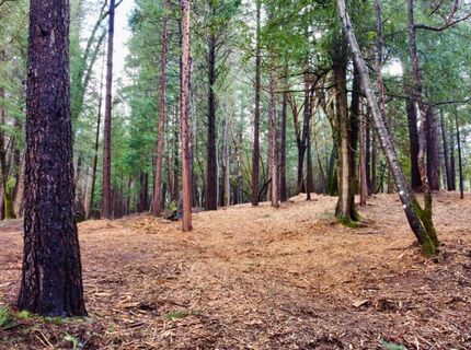 Oregon Trail Rd, Georgetown, CA 95634 Photo