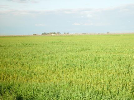 1 Road 18 3/4, Chowchilla, CA 93610 Photo