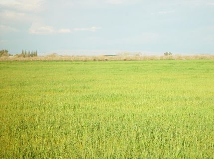 1 Road 18 3/4, Chowchilla, CA 93610 Photo